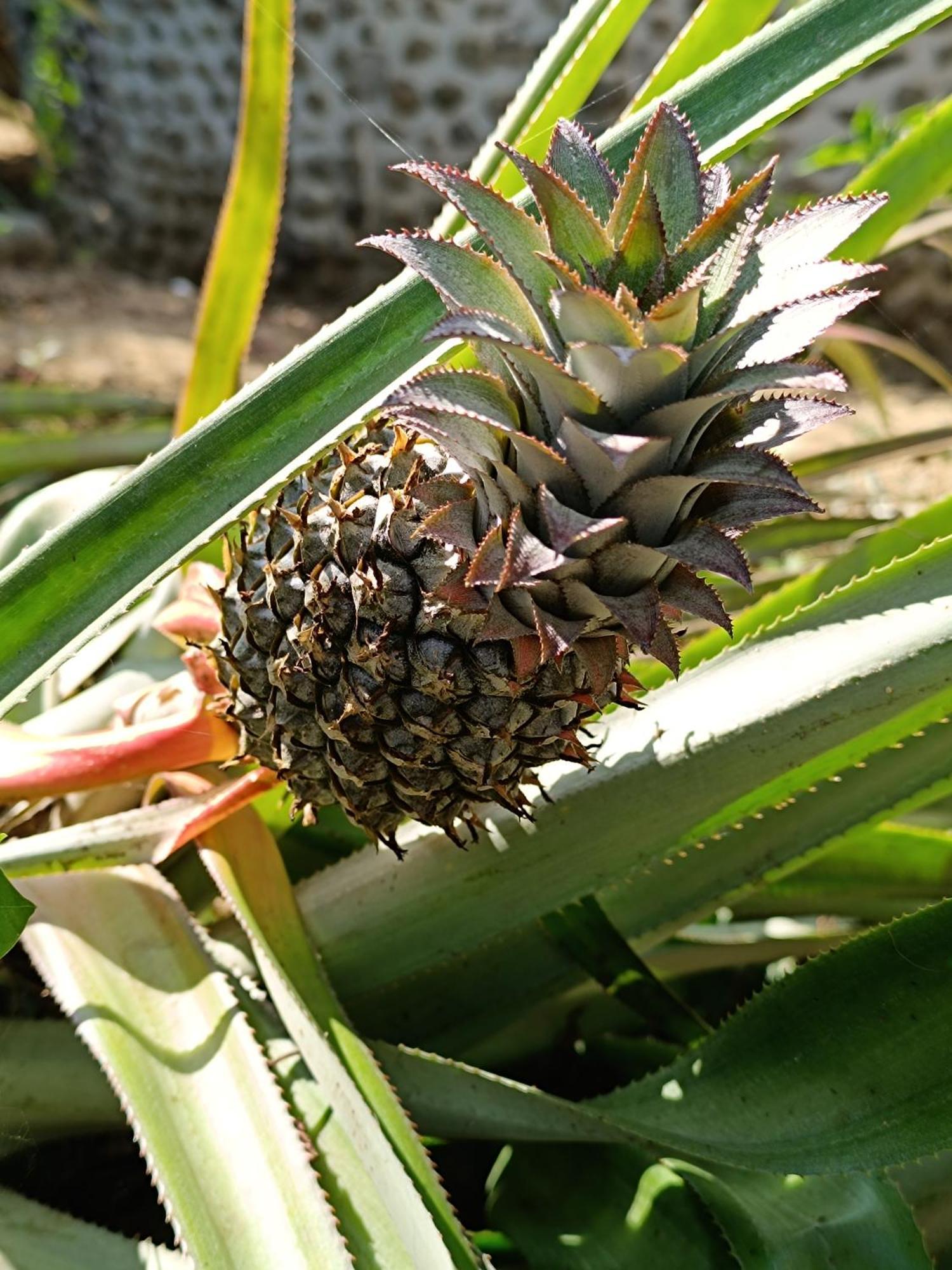 El Paraiso De Carmen Palomino Esterno foto